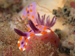 Ceratosoma amoena, Shark Point by Doug Anderson 